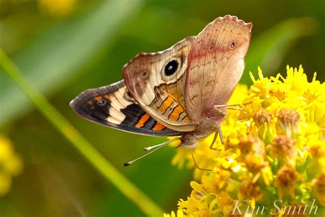 Common Buckeye Butterfly Seaside Goldenrod Gloucester Ma Copyright Kim