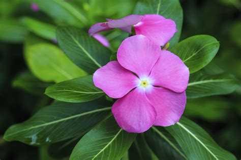 About Rosy Periwinkle Where To Grow Madagascar Periwinkles
