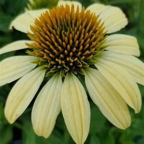 Mellow Yellows Coneflower Grown By Overdevest