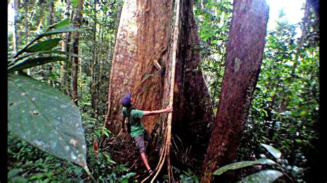 Indahnya Hutan Kalimantan Barat Petualangan Youtube