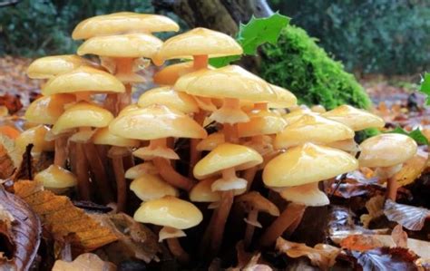 Largest Mushroom Ever All Mushroom Info