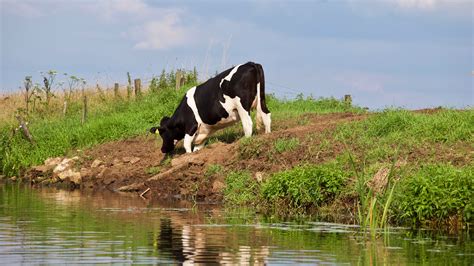 Free Images Bovine Dairy Cow Pasture Natural Landscape Grazing