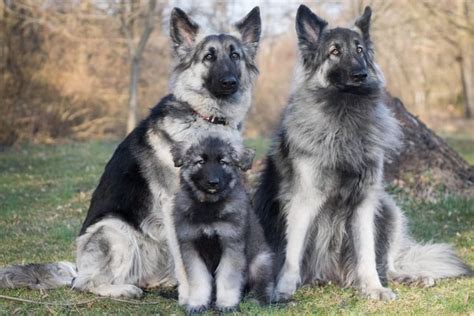Meet The Shiloh Shepherd Price Characteristics And Care Anything