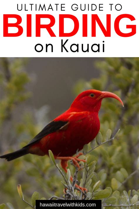 The Ultimate Guide To Birding On Kauai 2023 Hawaii Travel With Kids