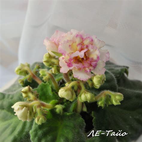 We grow our plants in a renovated barn, circa 1900, with an attached glasshouse and other buildings. Pin by VLG on Indoor Gardens | African violets, Indoor ...