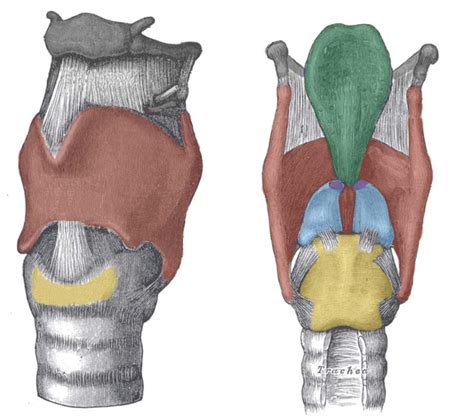 Laryngeal Structure Diagram Quizlet