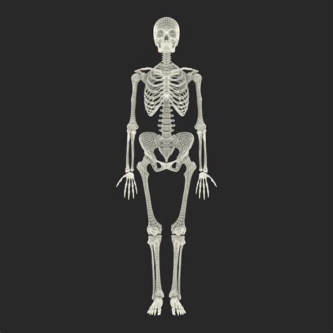 Human Female Skeleton Max
