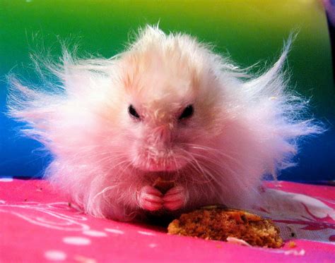 Funny Animals Funny Hamsters Images