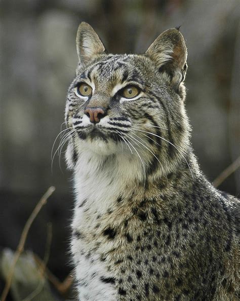 The the spanish lynx population continues to decline and it is one of the most endangered cats in the world. Animal Picture: Bobcat - Lynx