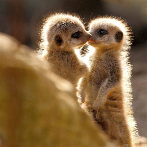 A Zoo Has Just Allowed These Tiny Meerkat Pup S Outside For The First