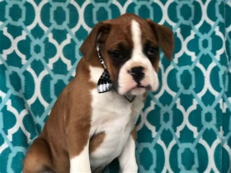Get a boxer mix, miniature boxer or white boxer dog now! Boxer puppy for sale in EAST EARL, PA. ADN-66299 on ...
