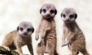 Adorable Meerkat Babies Take Their First Seemples Steps Into The