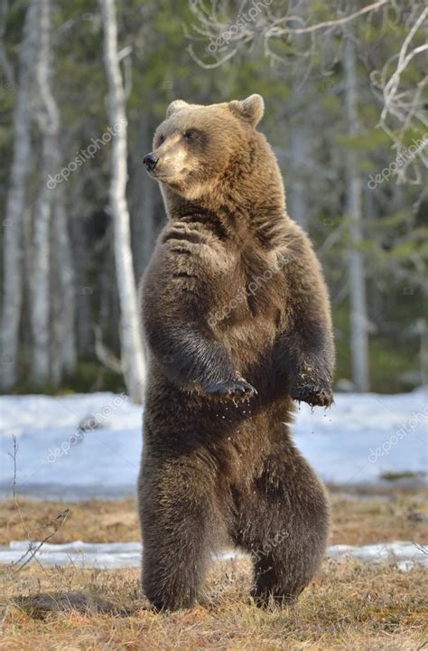 Brown Bear Standing On His Hind Legs — Stock Photo © Surzet 110689258