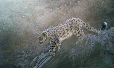 Dagina 7 Cc Snow Leopard Trust