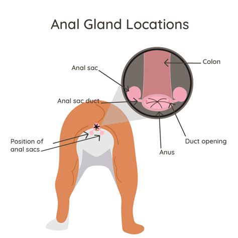 Anal Gland Issues Petriage