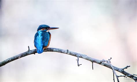 26 Kingfisher Bird Hd Photos Download  All Wallpaper Hd