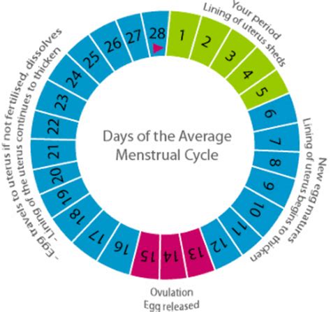 Puberty The Menstrual Cycle Youtube