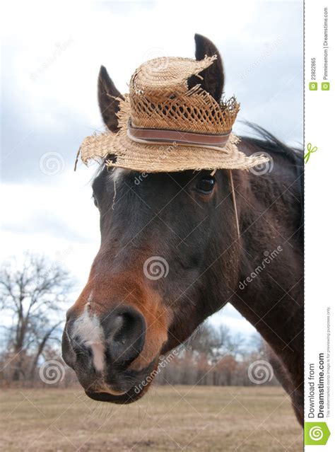 Cute Little Arabian Horse Wearing A Hat Royalty Free Stock