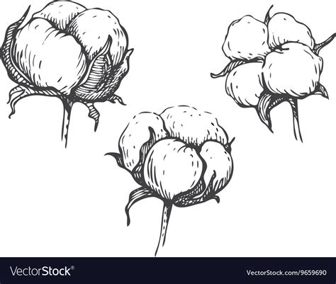 Set Of Hand Draw Ink Cotton Plant Royalty Free Vector Image