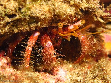 Hairy Red Hermit Crab Portrait Of A Hairy Red Hermit