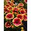 Blanket Flower Sunset™ Snappy Gaillardia  TheTreeFarmcom