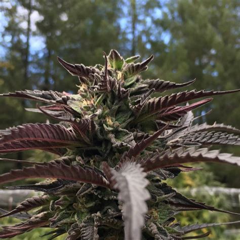 Photos Of Blackberry Kush Weed Strain Buds Leafly