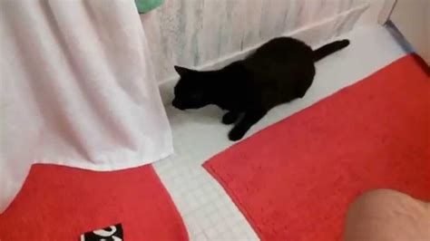 Funny Cat Vine Cat Scared Of Farts Freaks Out After Hearing A Fart