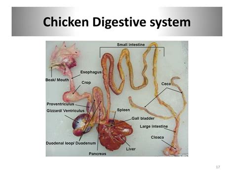 Ppt The Poultry Industry Powerpoint Presentation Free Download Id