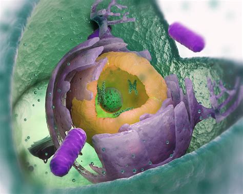 Eukaryotic Cell Structure Photograph By Andrzej Wojcicki Pixels