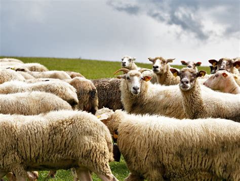 Sheep Herd In A Green Meadow Spring Fields And Meadows Stock Image