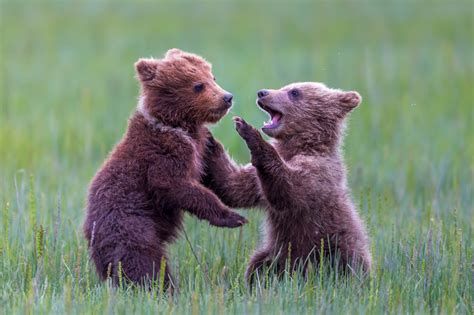 Grizzly Bear Cubs Play Fighting Fine Art Photo Print Photos By Joseph