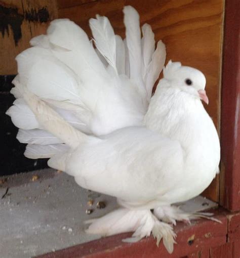 Pure White Indian Fantails For Sale Birdtrader
