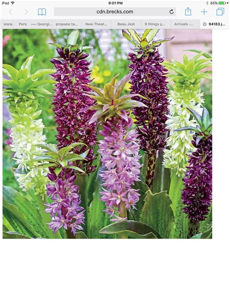 A cool dark place such as a garden shed or garage is the most suitable location to dry out the bulbs. Pin by frutimes2 on My yard | Summer flowering bulbs ...