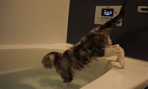 お風呂が大好きなニャンコ、「お湯が足りないニャ～！」と苦情を言っています ｜ ニャンコ大好き倶楽部 〜猫ちゃんは天使です〜