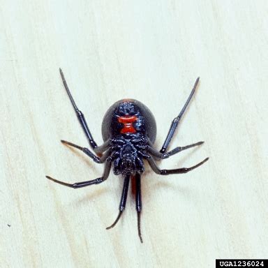 How can you spot a false widow spider? black widow spider, Latrodectus mactans (Araneae ...