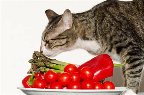 Can Cats Have Strokes: Information from Veterinarians