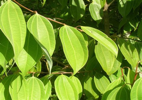 Dried Cinnamon Leaves And Stick Health Benefits Of Cinnamon Island