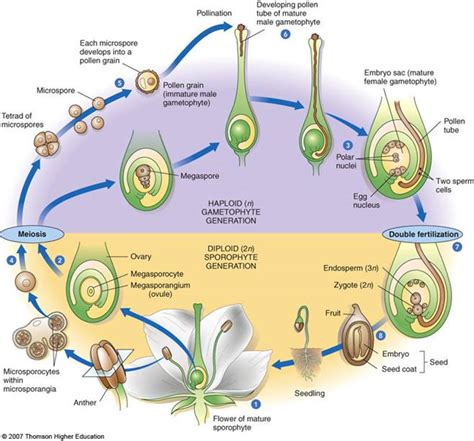Seed Life Cycle Of Plants