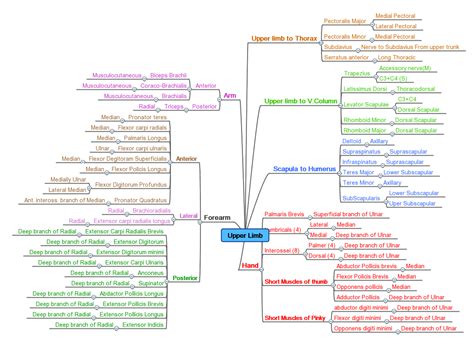 Included with the name is the origin and insertion and the action the muscle creates. Mind Map-Upperlimb muscle innervation « Mindboggling- Mind ...