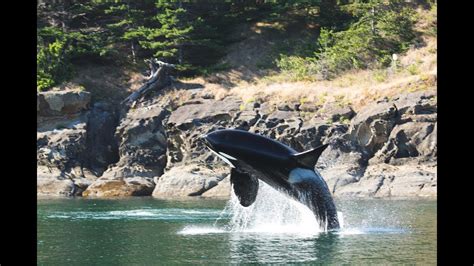 Orca Spirit Whale Watching Victoria 2019 Youtube