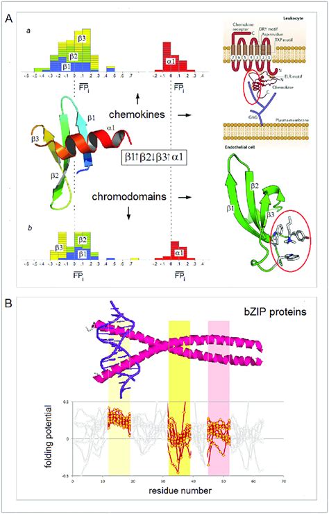 Types and functions of proteins. Electronic configuration of the polypeptide backbone ...