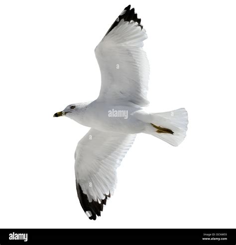 Flying Seagull Stock Photo Alamy