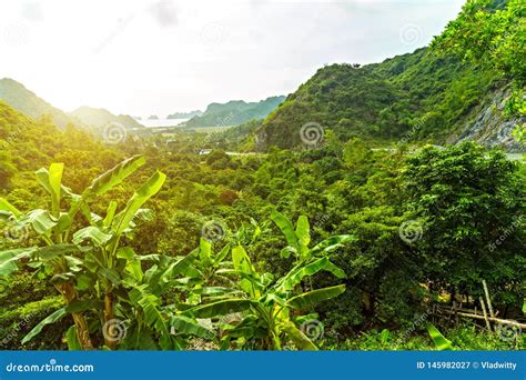 Tropical Rainforest Landscape Jungle And Mountains Stock Image Image