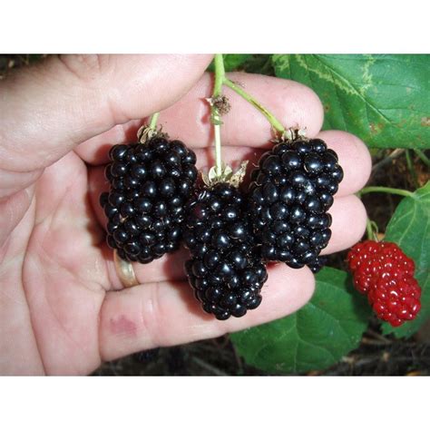 Sweet Berry Selections Natchez Thornless Blackberry Fruit Bearing