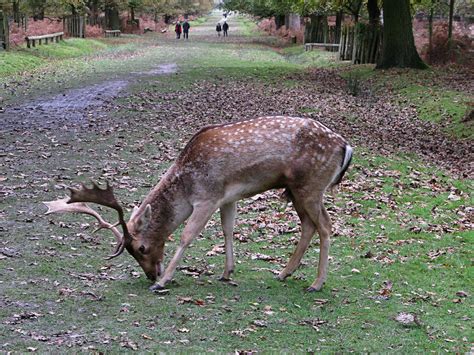 Dunham Massey The Deer Park Maria H Flickr