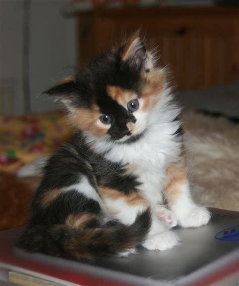 Pictures Of Long Haired Calico Kittens Enid Gregg