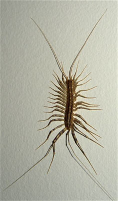 Compared with the camel spider, the millipede in the video is at a distinct disadvantage. Video of Camel Spider eating a lizard | MetaFilter