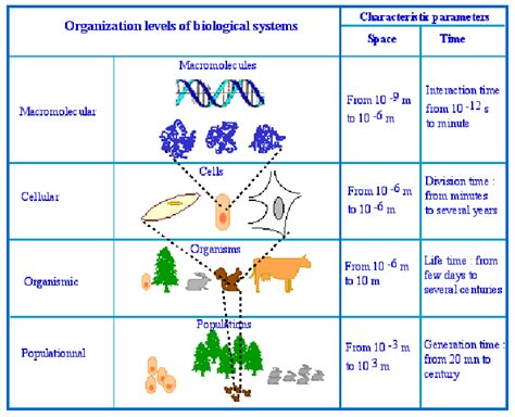 Organization Levels Of Living Systems Biological Systems Download