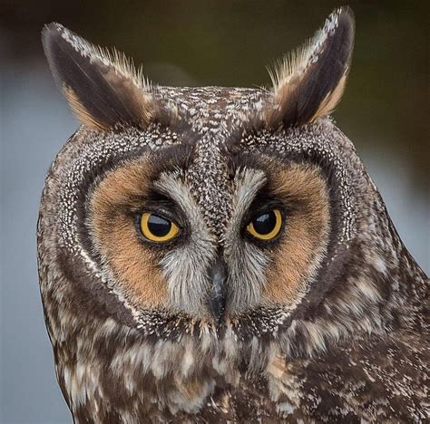 Pin By Annamarie Yates On Owls Paws And Claws Owl Animals