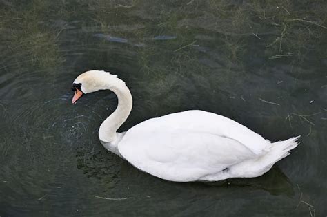 Premium Photo Swan In The Fall On The Pond